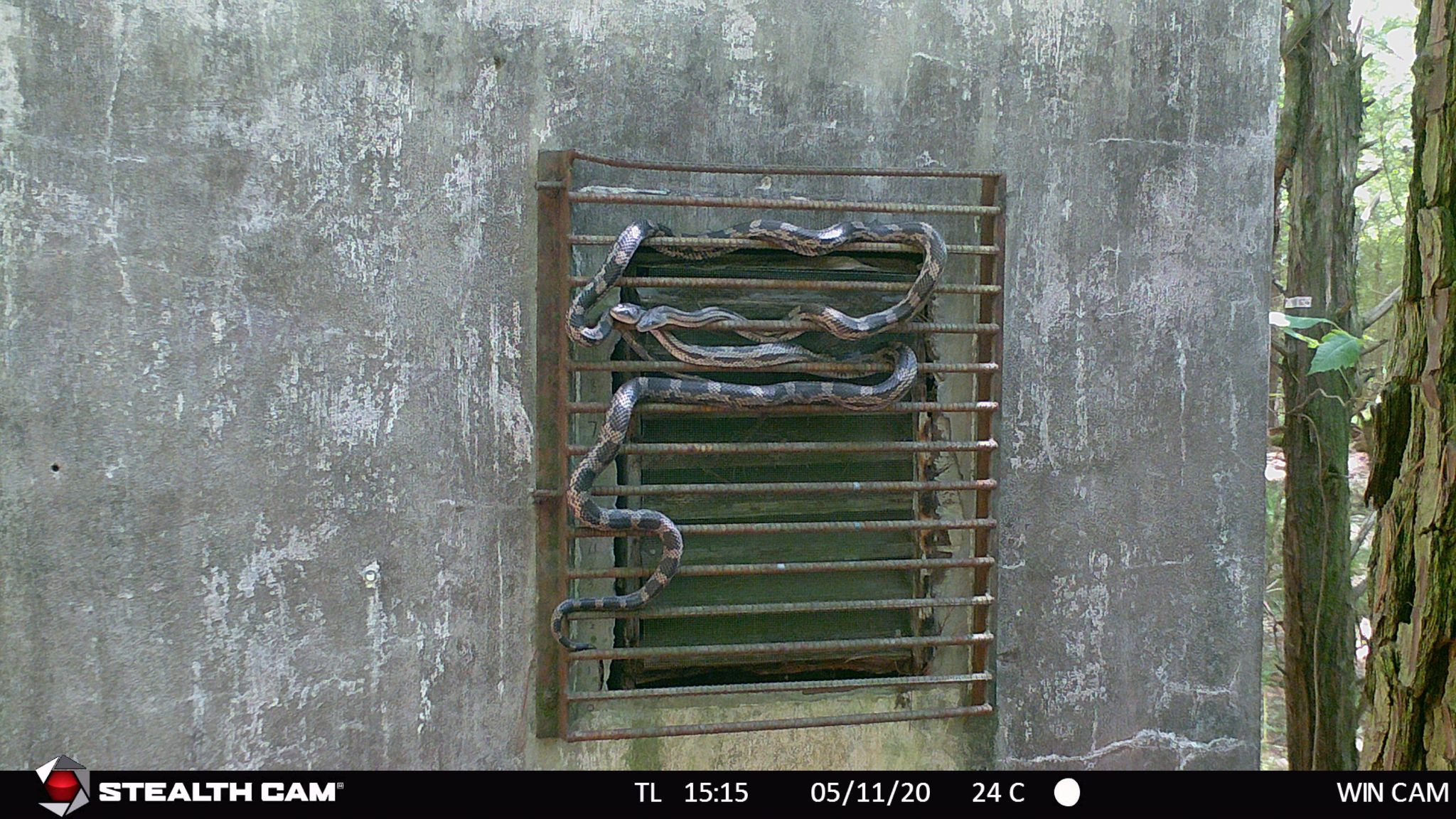 15 two big snakes basking 2 